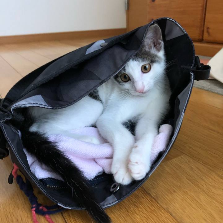 B117ff4b e86b 425f 9fe6 7bc3ade7035f 1564101370771