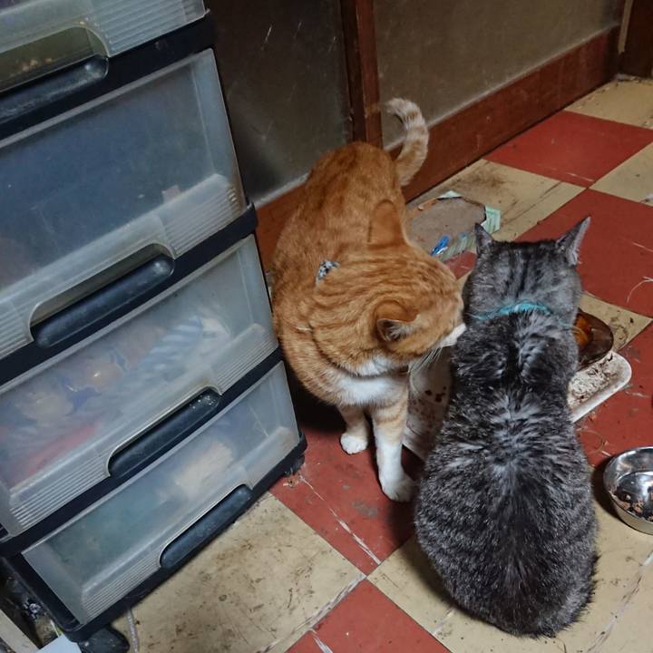 B12313ec 68f3 474c b405 a1a7182d7e6b 1571993650238