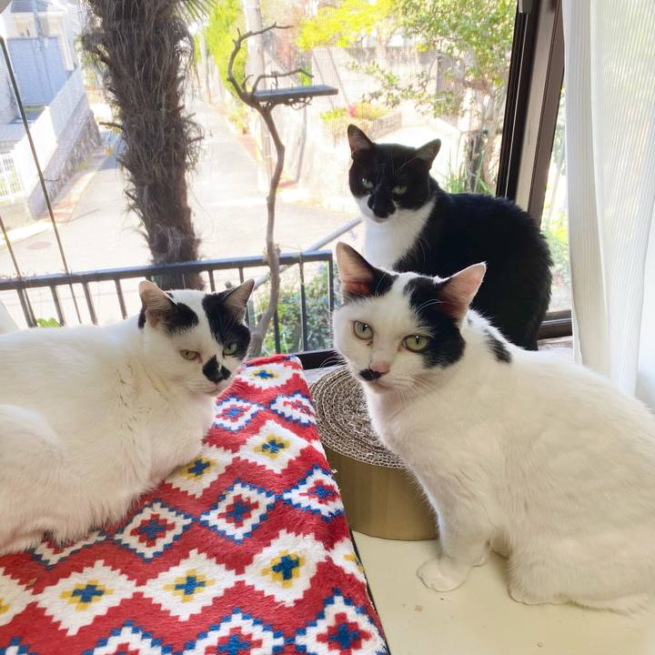 B12a91fd 88c6 43a9 9410 38adbea40b2e 1713056629588