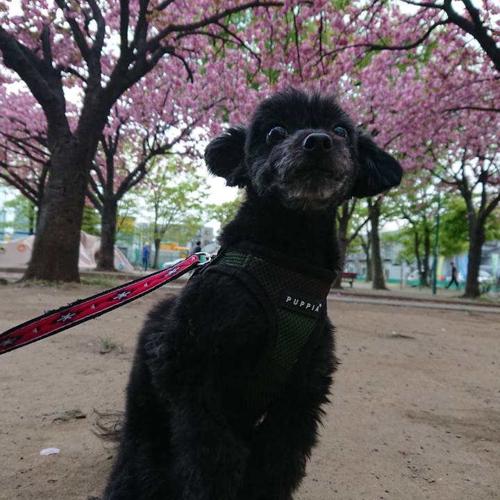 B12ae392 d9f0 44d8 9553 34c4bcda5ef8 1523093919078