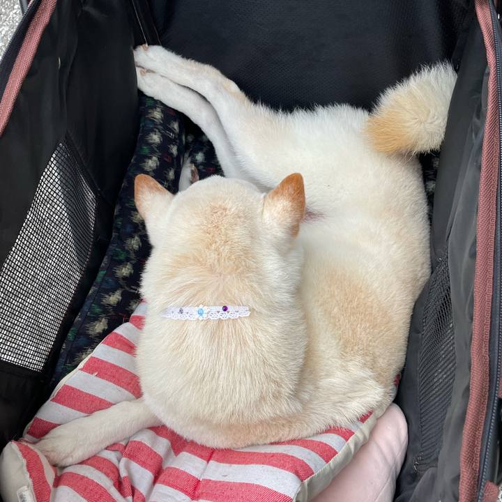 B12c53c3 f4be 46b0 b85a 9455d8a0402a 1651069099379