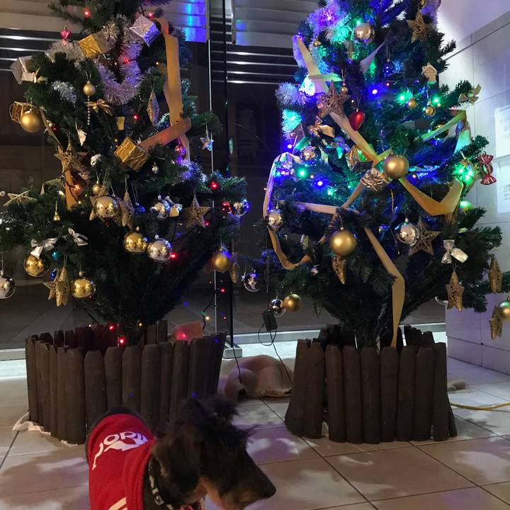 B13036de 1423 4b02 8a70 5998ecf02fc3 1545149330281