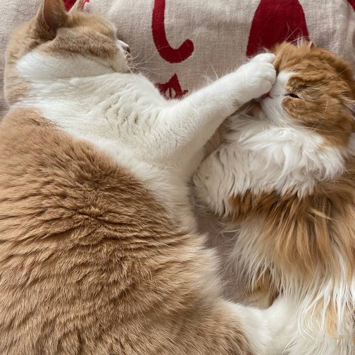 B13a9414 f3e1 4834 b63f 6e0835f740e4 1608088980833