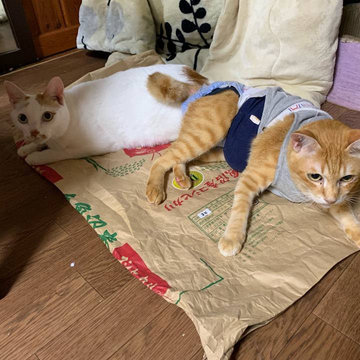 B13b4374 7d81 44a3 9935 ab7f3ec78469 1633001184575