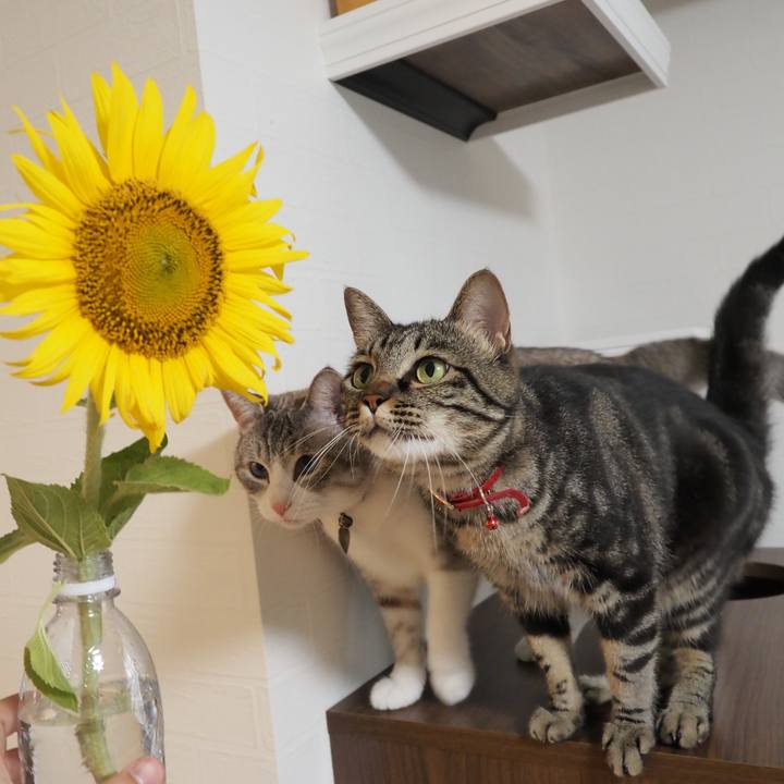 B13f4c96 ed0f 4d88 8545 24e175c02825 1597365034793