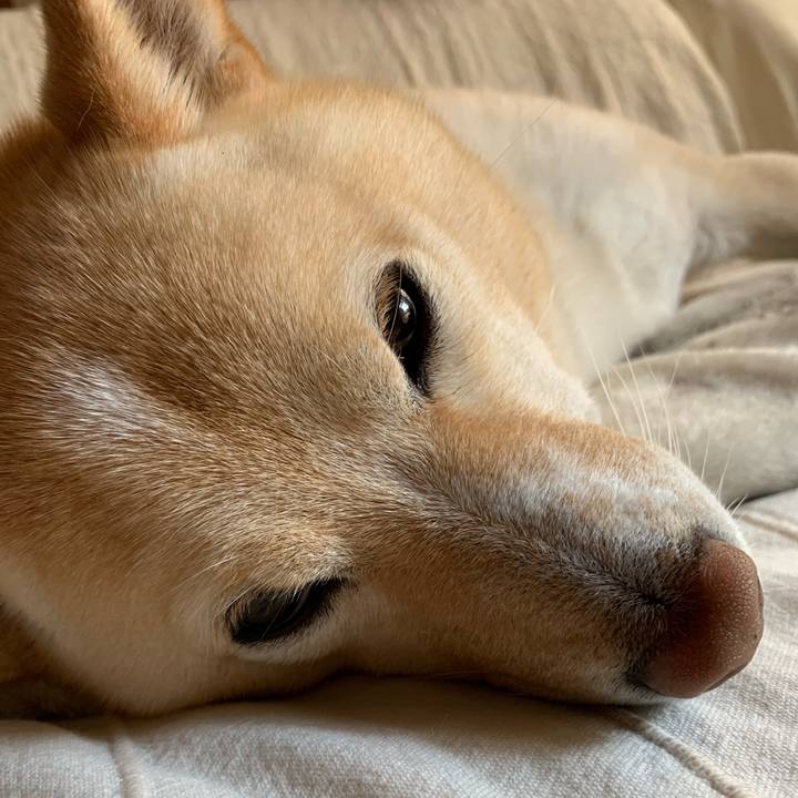 B142a6b0 d47f 44dc 8e31 d87b2d38d38e 1638760198797