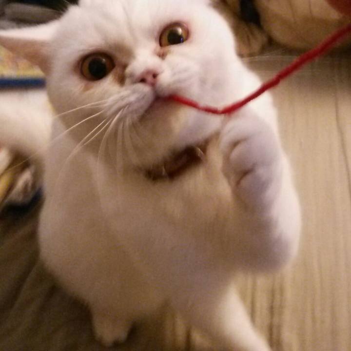 B1474584 daf8 4bdc b05a 7dd18fea6ddd 1508031265231