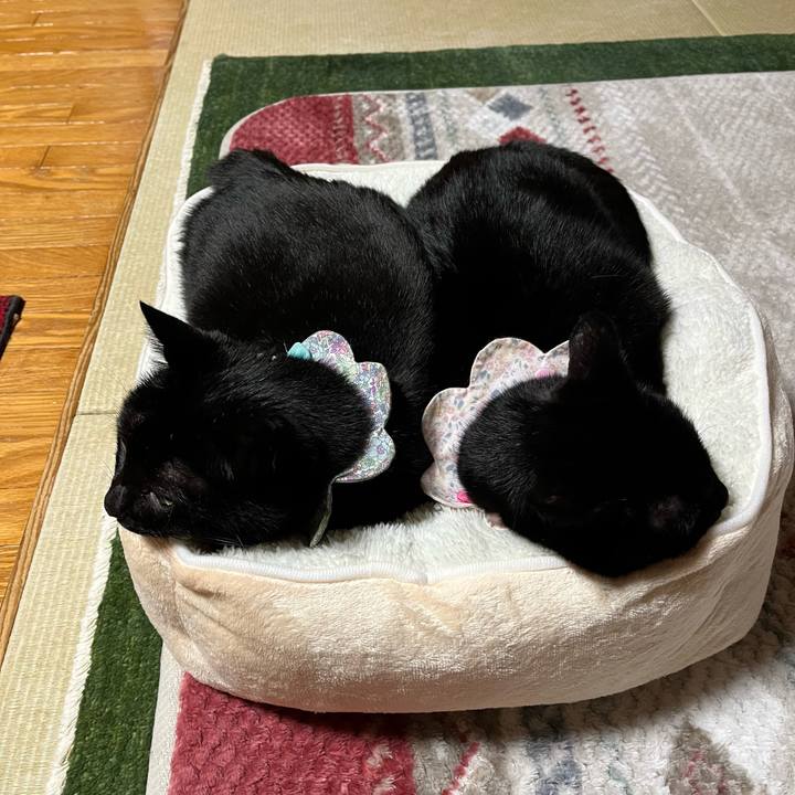 B147f759 4900 47de ae72 1ad38e883679 1730368181796