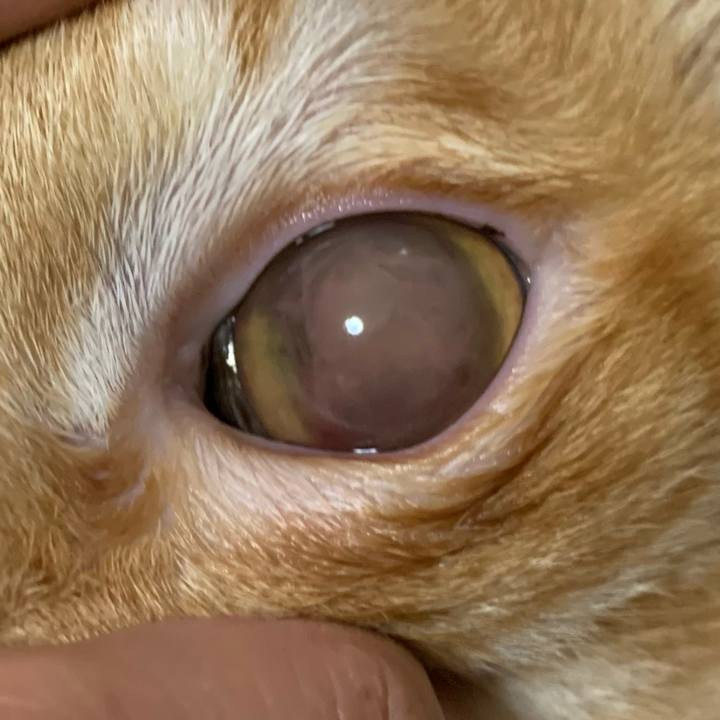 B1508312 5a6c 436e 8b55 19094ac67ac6 1607268020426