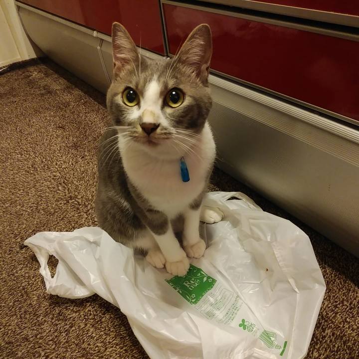 B15283ff 6da8 4a77 ba2d ff95e78265ff 1595770030332