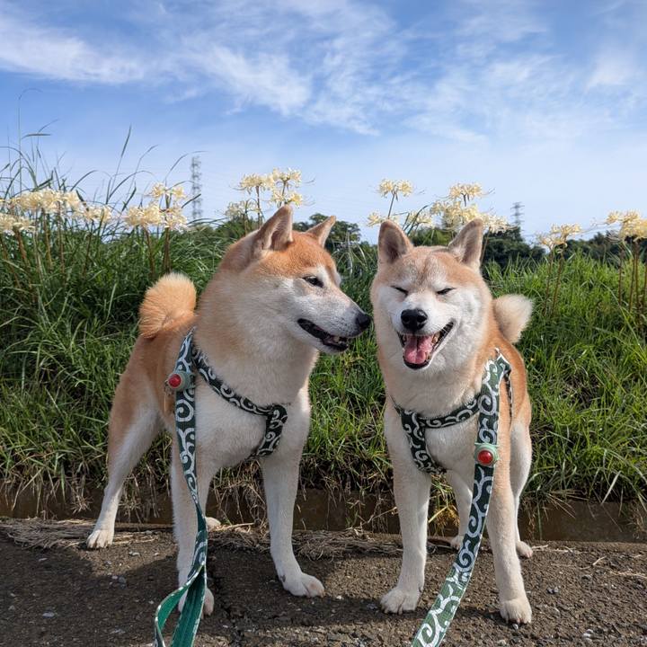 B15368be 8f2d 4410 a2ab faed07427e56 1759375410668