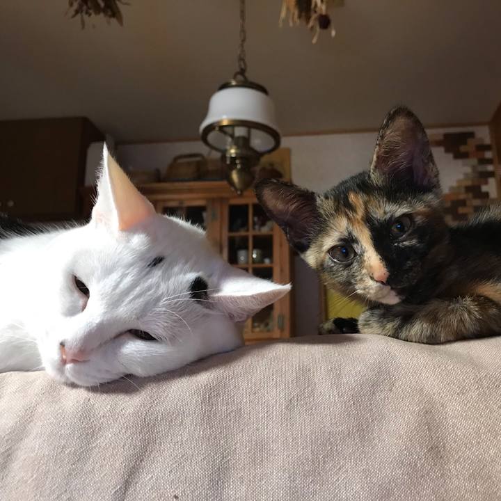 B155e672 885d 4a9c 8f12 7dd47e210909 1599896912029