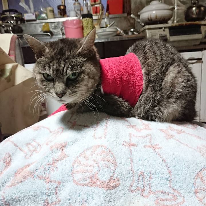 B159fc25 face 49f6 bec0 65679e7268d6 1586601823694