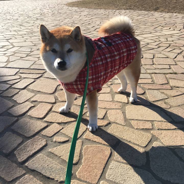 B15e60b3 fd62 44f9 bc55 82a2fae4dc33 1610067280516