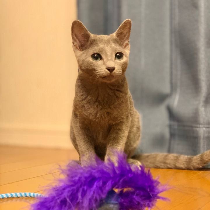 B15fc4c0 fed1 48d7 8951 9e1ef598ba95 1585635960611