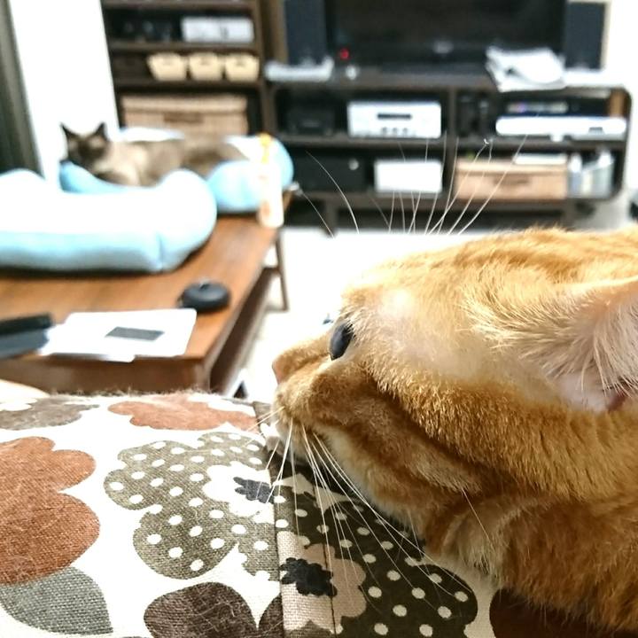 B161b8f1 a931 4a72 9d15 162b6ddcc493 1528590996040