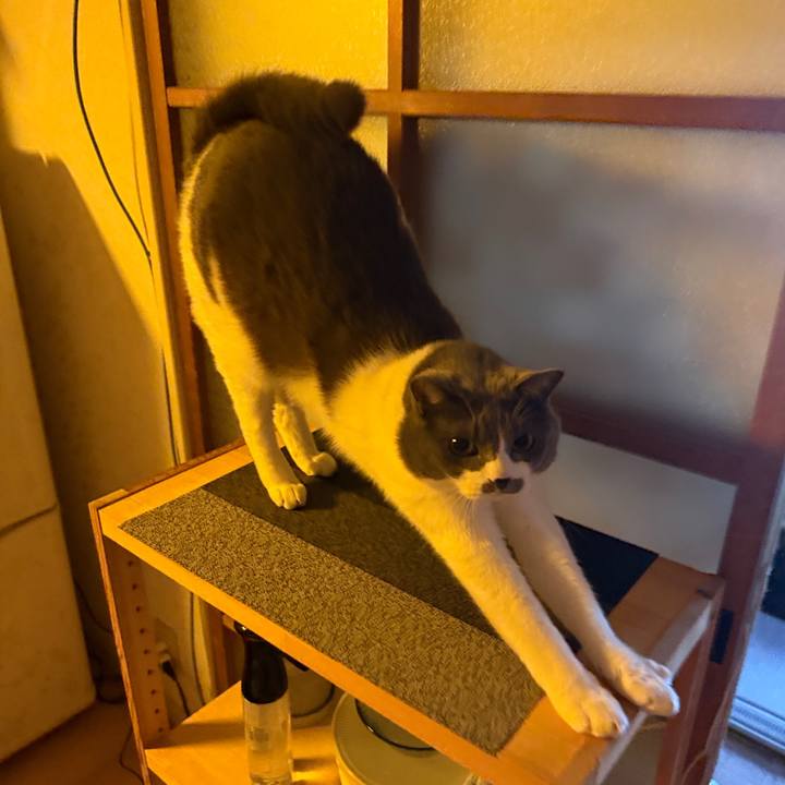 B162f482 50ea 43b4 941c 042fd30d03df 1764896482709