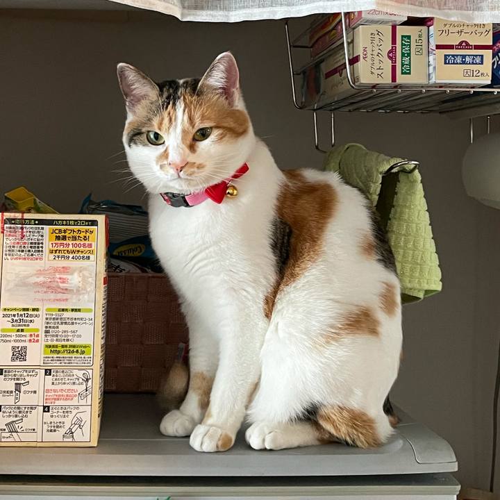 B1653b75 ce24 4f06 a8ad b6b1c41c2993 1616974350489