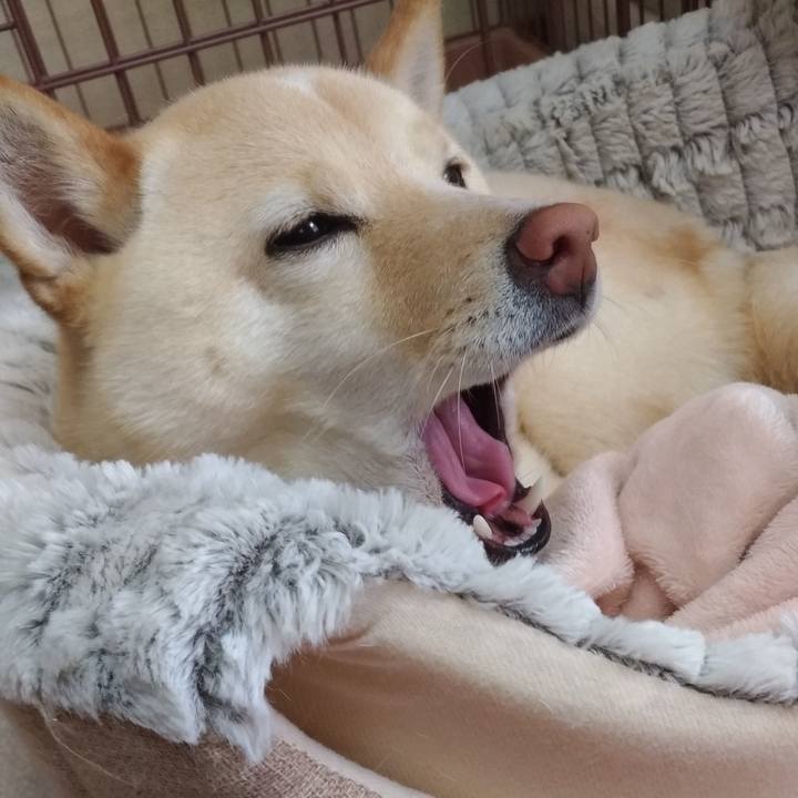 B16e61b4 8c3c 4047 8878 3126ce10a93e 1587095020993