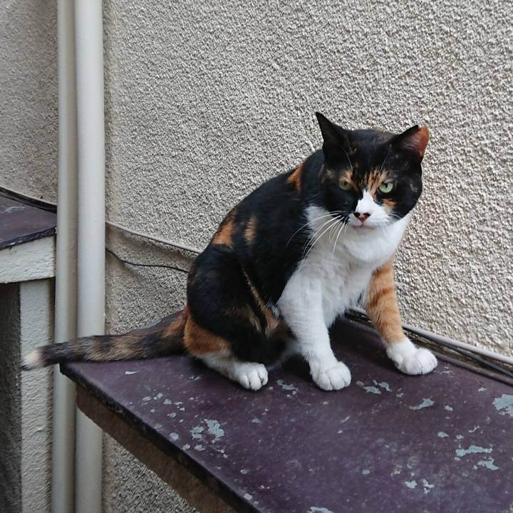 B1719290 9c2b 4e3a a7ae c5578f876fe3 1564615093915