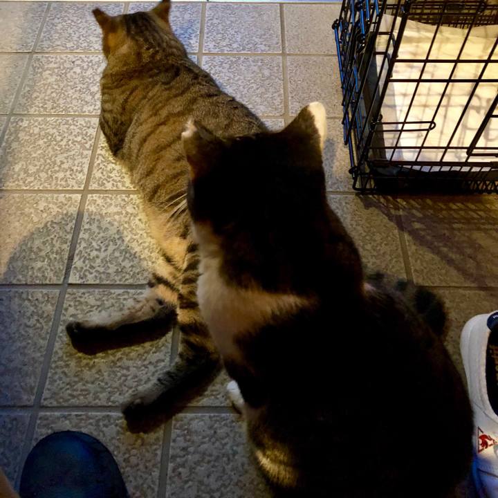 B171ad16 f20b 4e65 93ea d9464b726cbe 1536314334843