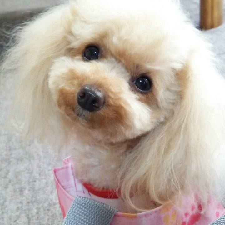 B172c38a ff5f 4693 8d47 dc73a6a52d6f 1526903541084