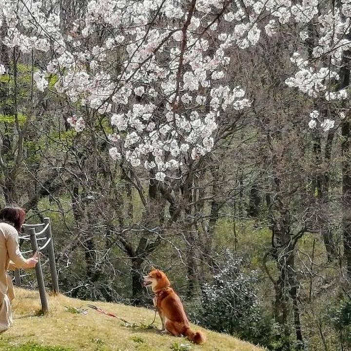 B176ea5a cd8f 4230 9427 be00c336a7b9 1585370729231