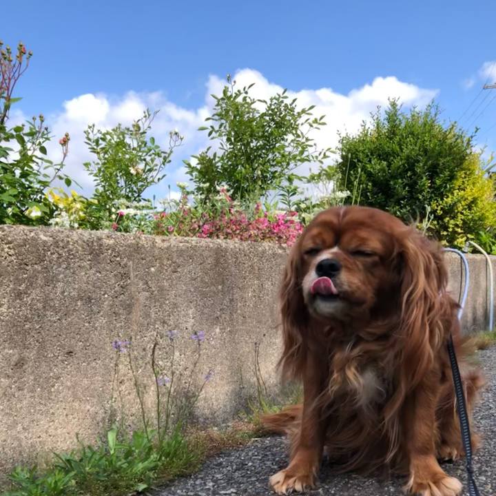 B177d97b ae2e 42a8 8dd3 261e15c30d9c 1619916869783