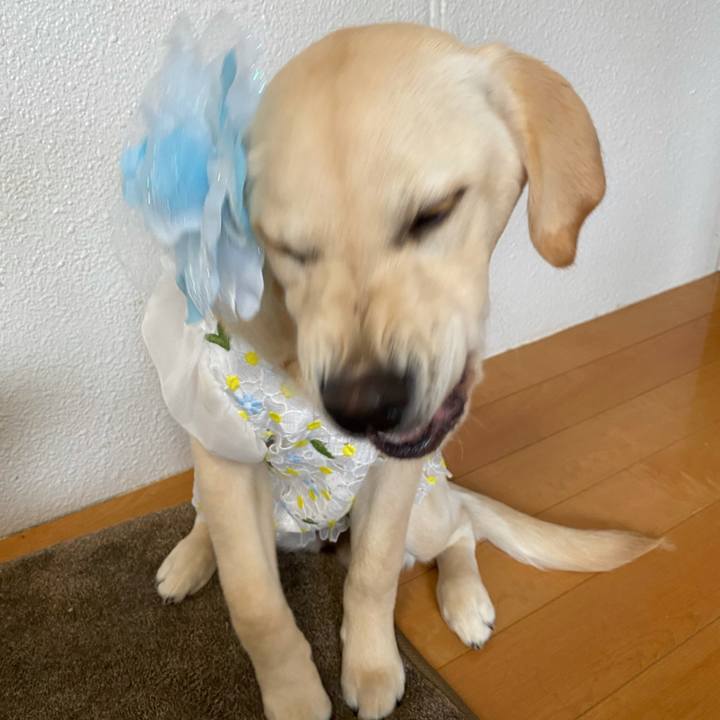 B179ebba e880 40dd ad1e a78912105c69 1622122430911