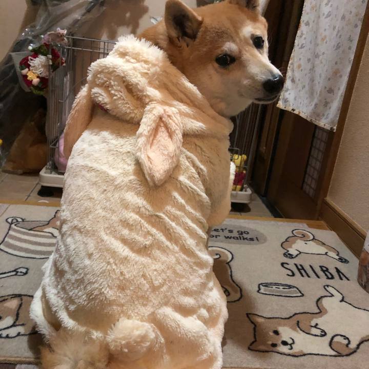 B17e458c 48a1 4d15 9476 4196c740d328 1608123464331