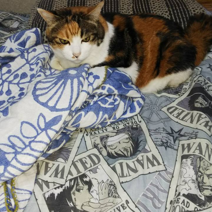 B17ffb15 542b 4be1 9b11 ea8677ef47a1 1533851206228