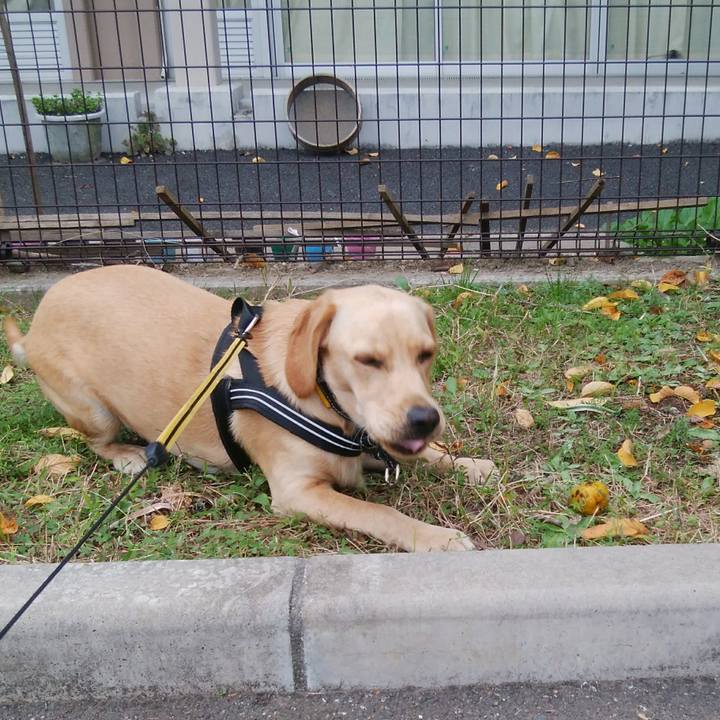 B184d159 658c 4de1 aa64 e8e16cba5742 1509854537645