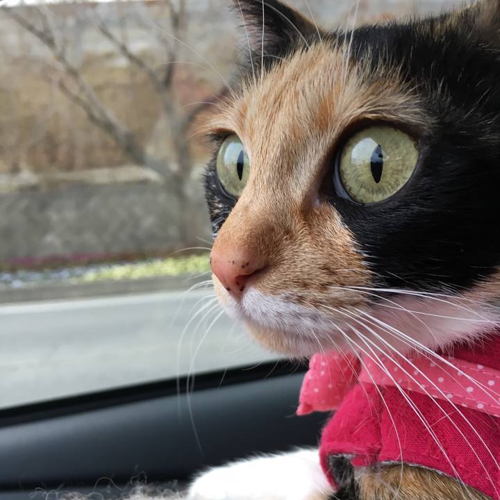 B185fcc6 70d3 409d a146 8d61a374c4f9 1522186900544