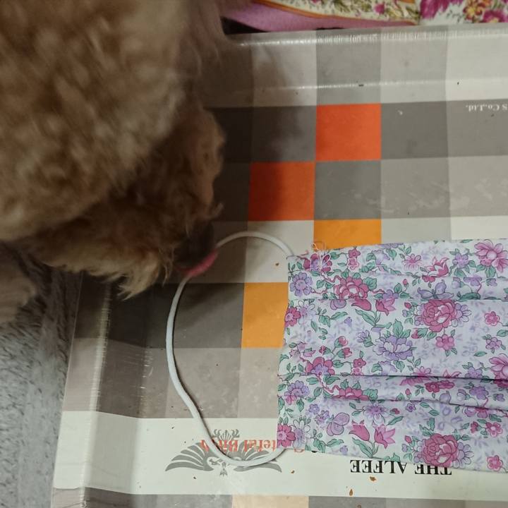 B1870125 1694 48ca 9cf5 1d618b1e4459 1587090707133