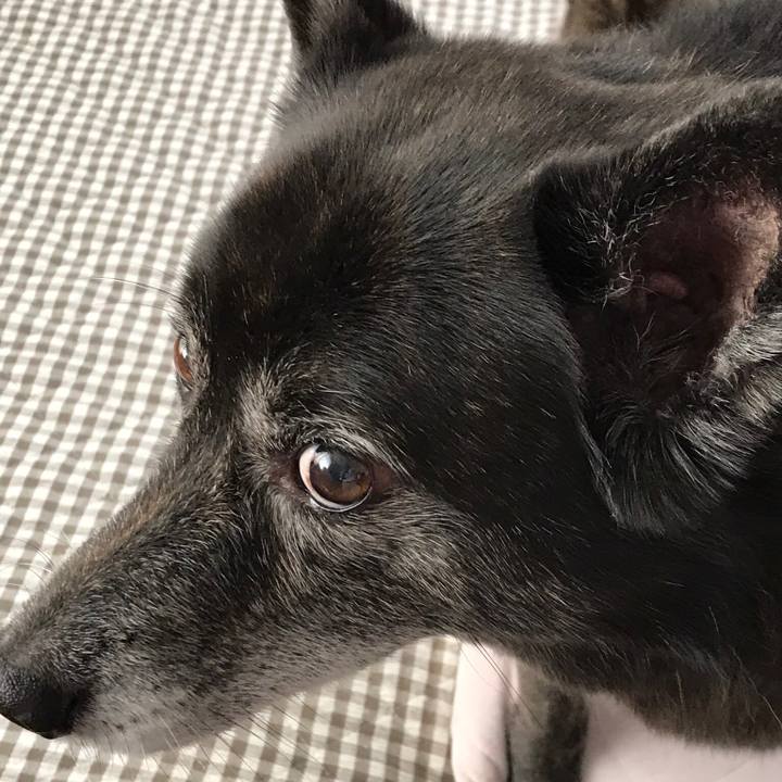 B18a3644 8f7c 4f0c b29e e613ecf39ba6 1527764650640