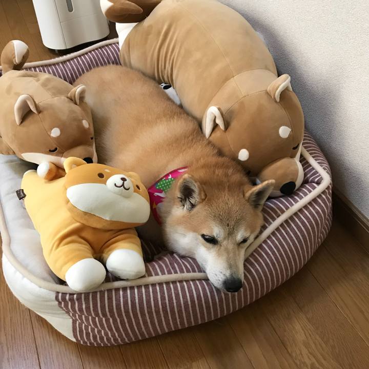 B18b7a51 0430 4d1d a645 8d5d605828aa 1533707528156