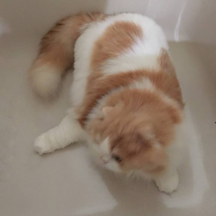 B18efcf0 c6c6 4995 9022 38a95655d1f7 1513346615063