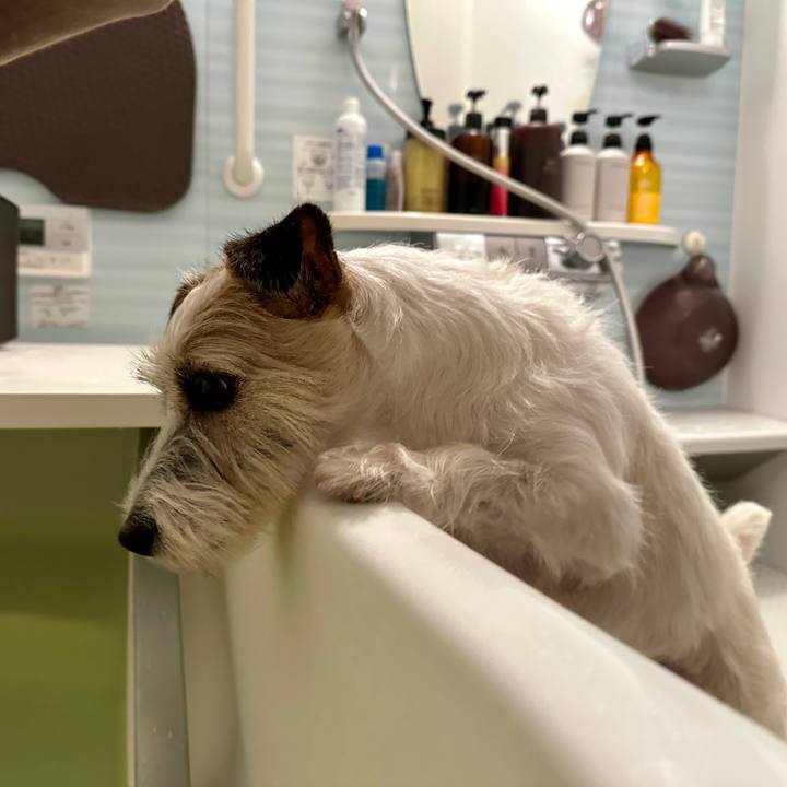 B195d4a5 b098 43e3 bafd 196b56e4c238 1760879153305