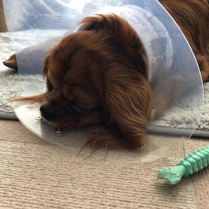 B19b0033 76f8 424f af9a 3a7a05d6ef13 1582419825612