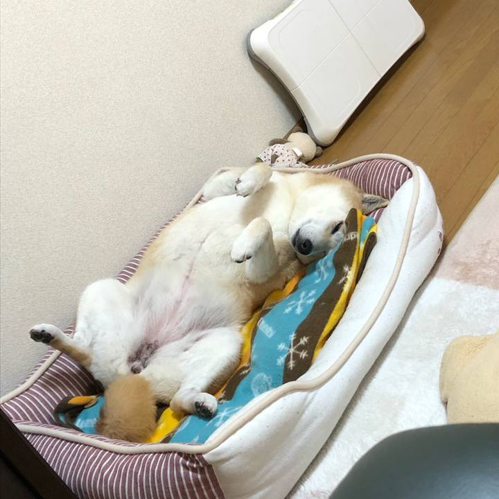 B19d2c54 1c62 485c aef6 f233be51a4af 1587367194652