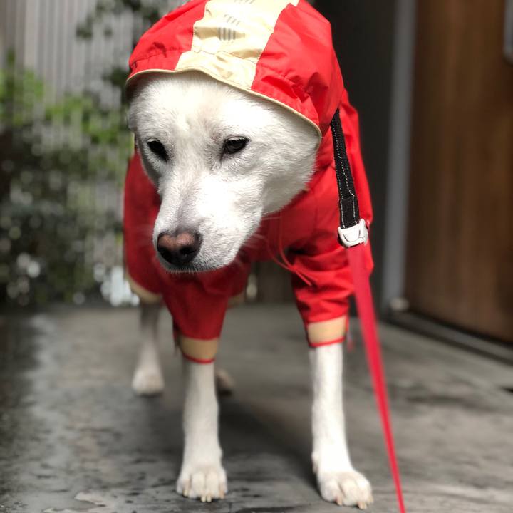 B19ea8fb 4d38 46ab a65e fa51dccd179e 1562973622184