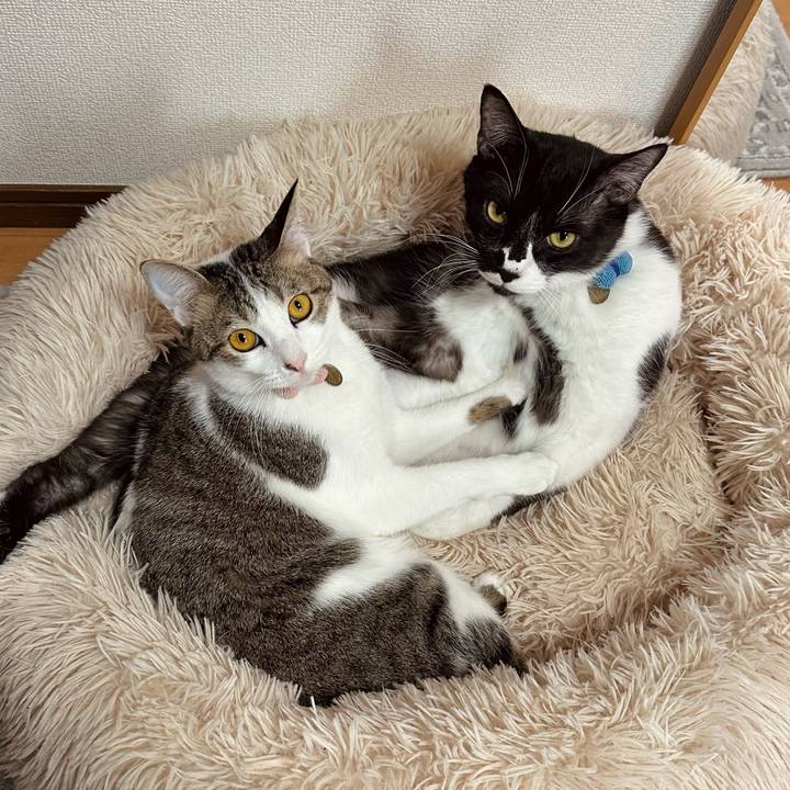 B19fdf25 29e4 4ae4 9118 4146c5f0a0bb 1769411358622