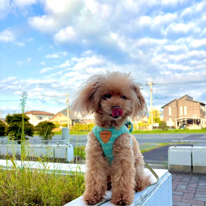 B1a246a3 5c58 4fe3 9580 b7c9f7f3e40c 1757981423414