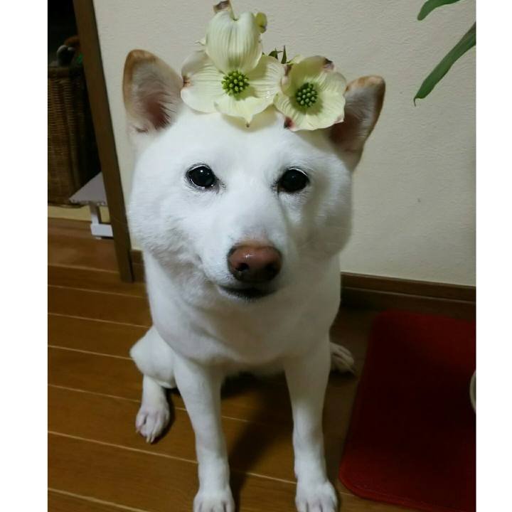 B1a39d1f c318 4126 8a3a c00b6a6793e3 1587892921101