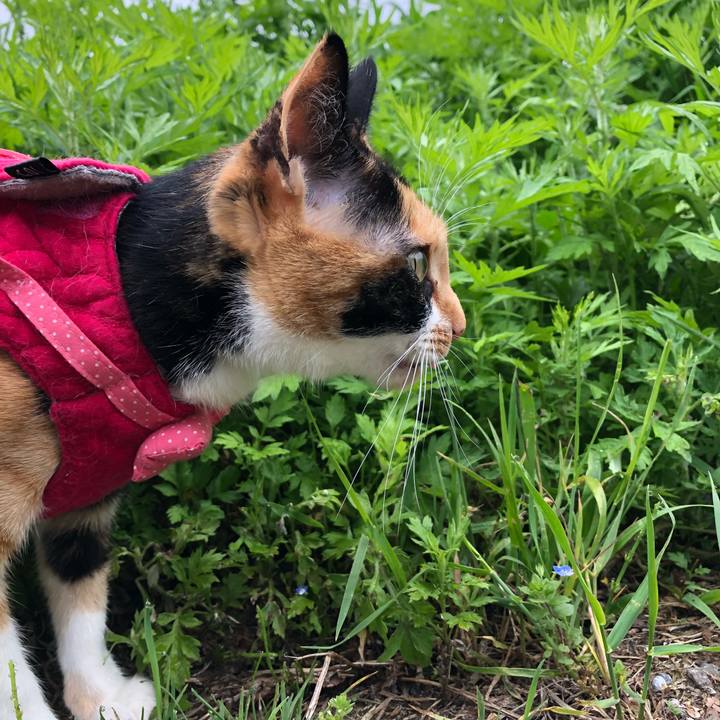 B1a4c6e8 529b 4b5c b4ad f1172743c8d5 1526601818419