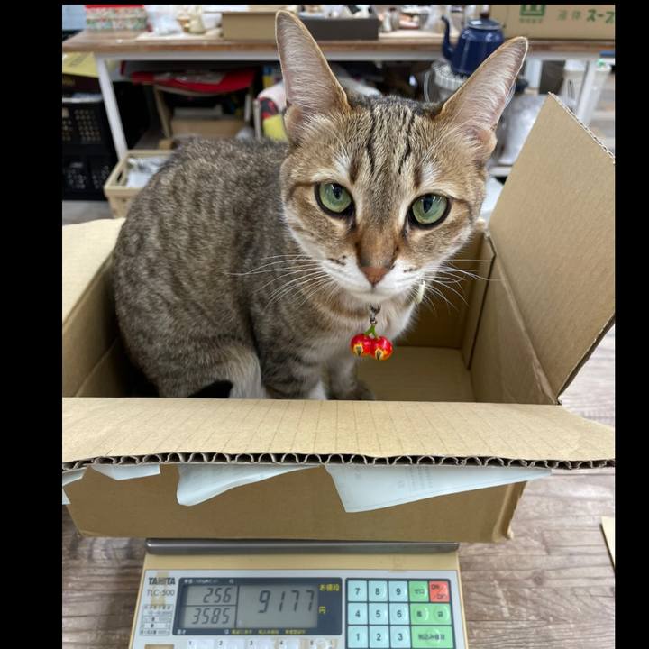 B1a9c088 19e5 4531 b321 cb008ec11b4c 1685627157480