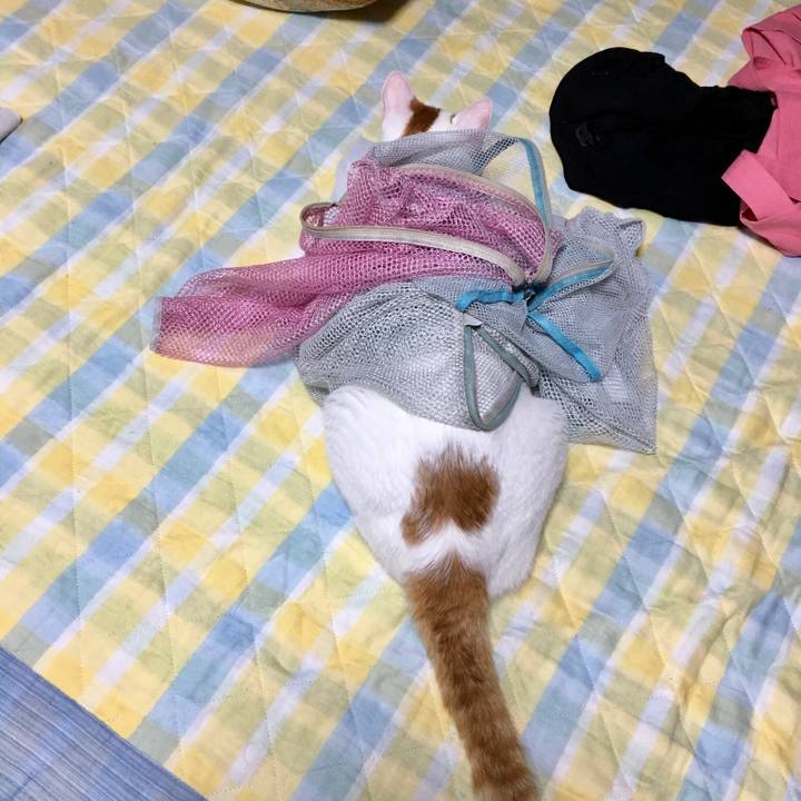 B1ab88ef d6bb 427b b62b 6023969483c2 1533396816893