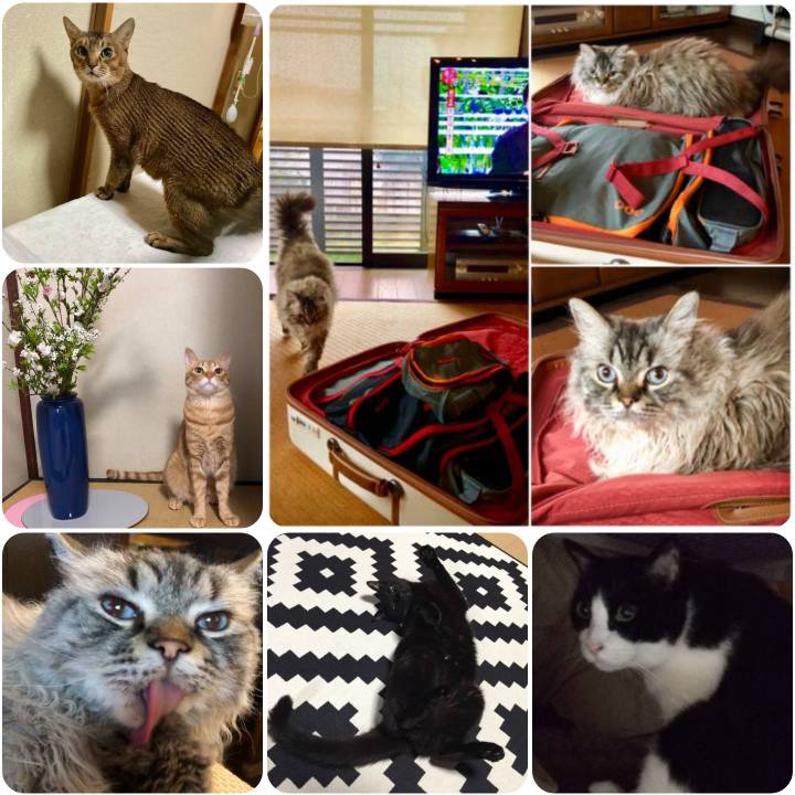 B1aeb128 c159 40ca be0f f17039066889 1556273380679