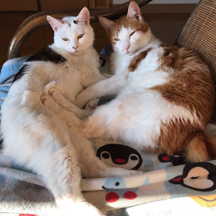 B1b1fd68 e993 4bd3 bff8 929b94e1b2c1 1539950466889