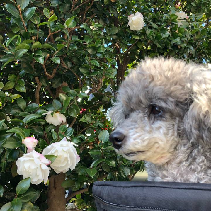 B1b33d2f 7e66 499f 9961 f5fbbfa2c310 1577093220404